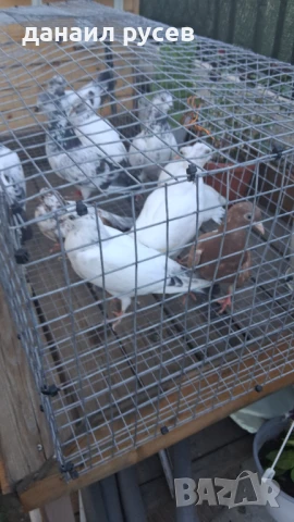 Английски типлери, снимка 6 - Гълъби - 51157443