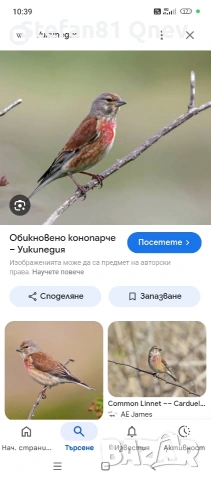 Домашна фанета, птичка 