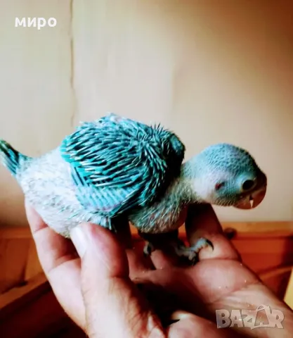 Бебета Малък Александър, ръчно хранени!, снимка 6 - Папагали - 50318040