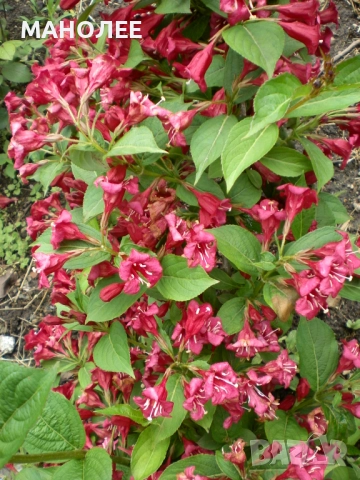 Вайгела, снимка 3 - Градински цветя и растения - 52106210