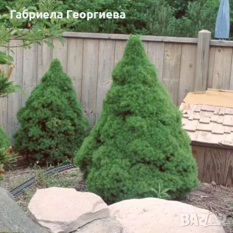 Смърч коника , снимка 2 - Градински цветя и растения - 47779258