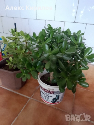 Дървото на живота-цвете, снимка 2 - Декорация за дома - 53415867