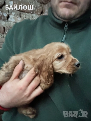 Кокер шпаньол, снимка 4 - Кокер шпаньол - 52794453