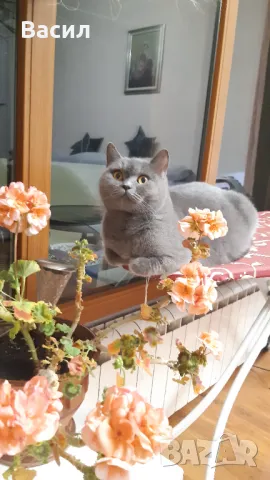 Продавам британски късокосмести котета, снимка 15 - Британска късокосместа - 46684108