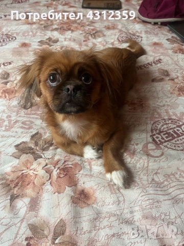 Продавам чистокръвен пекинез, снимка 2 - Пекинез - 53801024