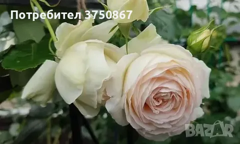 🌹РОЗА🌹 Palais Royal - White Eden Rose® 🌹, снимка 2 - Градински цветя и растения - 49345615