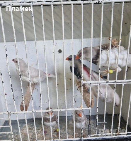 Диамантени амадини, снимка 1