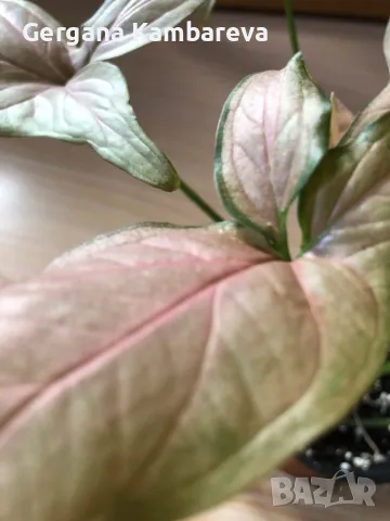 Syngonium Pink Schott , снимка 4 - Стайни растения - 47485577