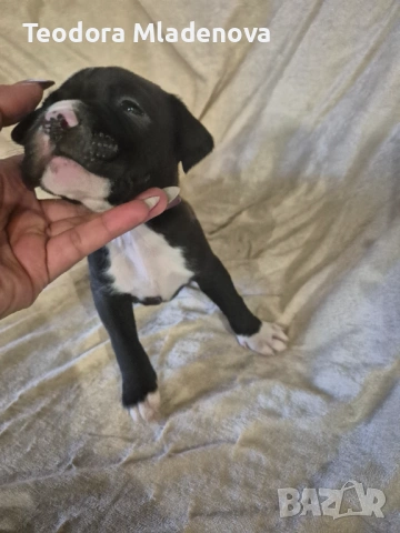 Продавам питбулчета , снимка 5 - Други животни - 53249402