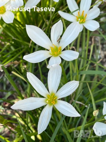 Зефирантес , снимка 3 - Градински цветя и растения - 53818210