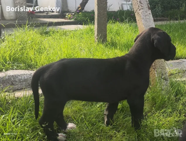 Немски дог!!!, снимка 1