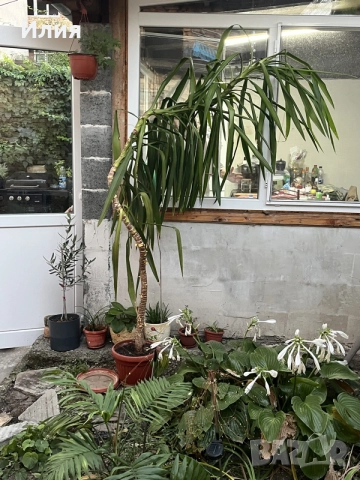 Продава се голяма Юка (Yucca) – красиво и добре развито растение