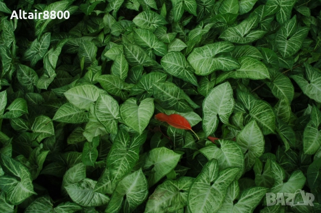 Nikon D3000 фотоапарат + два обектива и аксесоари Никон, снимка 12 - Фотоапарати - 52813773