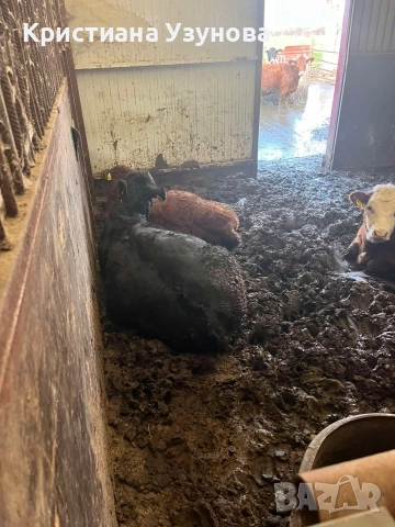 Продавам месодайни крави и телета, снимка 5 - Крави - 52697284