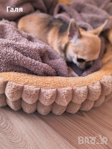 мини чихуахуа , снимка 9 - Чихуахуа - 53490172