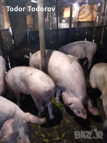 Домашни прасета