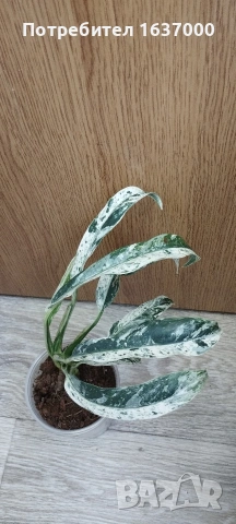 Рафидофора пуберула вариегата 