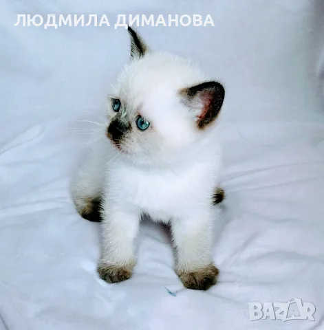 Шотландско женско със сини очи , снимка 3 - Британска късокосместа - 56280993