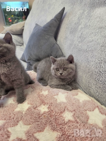Продавам британски късокосмести котета, снимка 3 - Британска късокосместа - 46684108