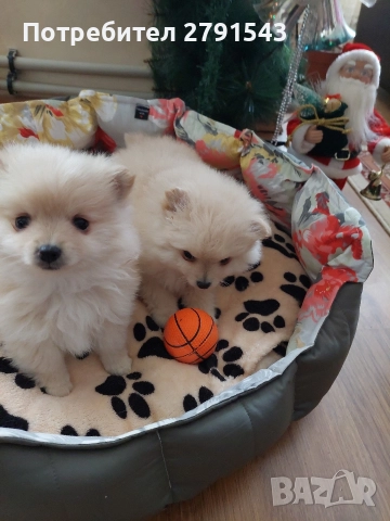 померан померанче , снимка 4 - Померан - 52874971