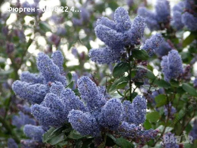 Цеанотусът (Ceanothus) или калифорнийският люляк Налични 3 вида