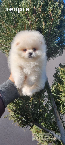 Померан мини померанче, снимка 10 - Померан - 36187661