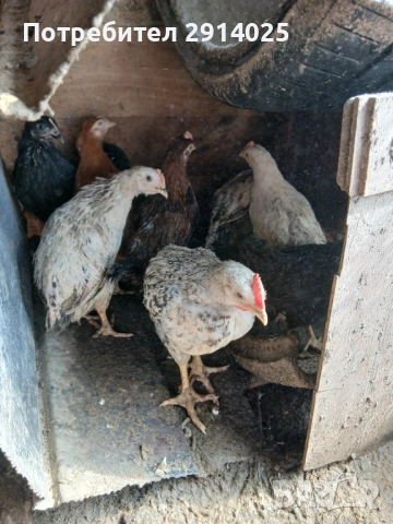 Петлета, снимка 2 - Кокошки и пуйки - 53724108