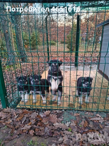 Източноевропейска овчарка, снимка 10 - Други - 52432078