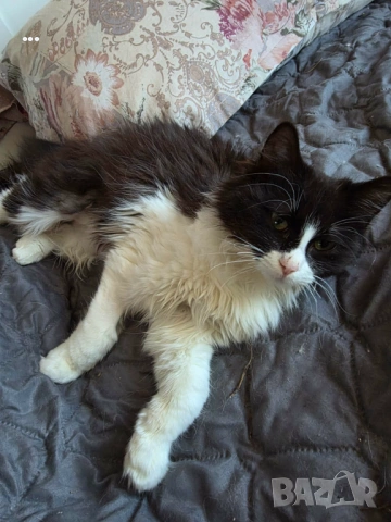 Продавам ангорско коте