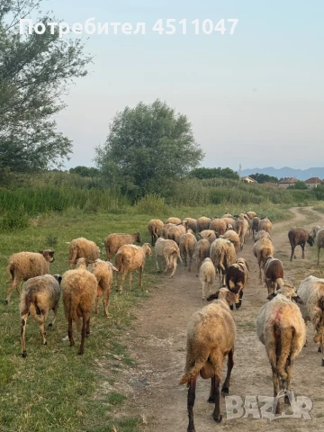 Продавам млади Овце , снимка 1