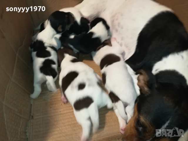 ДЖАК РЪСЕЛ-ПРОДАВАМЕ КУЧЕНЦА 250ЛВ ЗА БРОЙ 2908250958, снимка 12 - Джак ръсел териер - 51530695