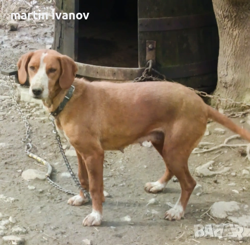 Посавско гонче