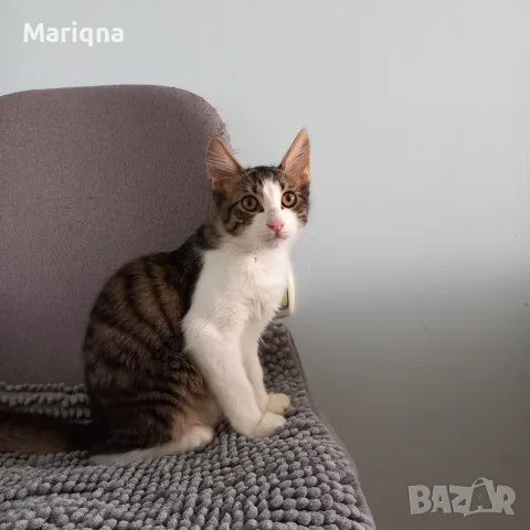Подарявам мъжко котенце, снимка 13 - Други - 55825234
