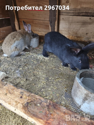 зайци мъжки женски , снимка 3 - Декоративни зайчета - 53442199