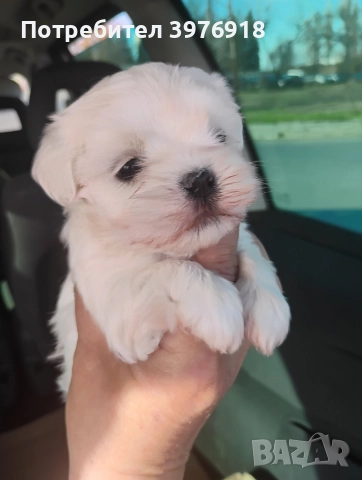 предлагам мъжки и женски малтийски болонки , снимка 2 - Болонка - 52800891