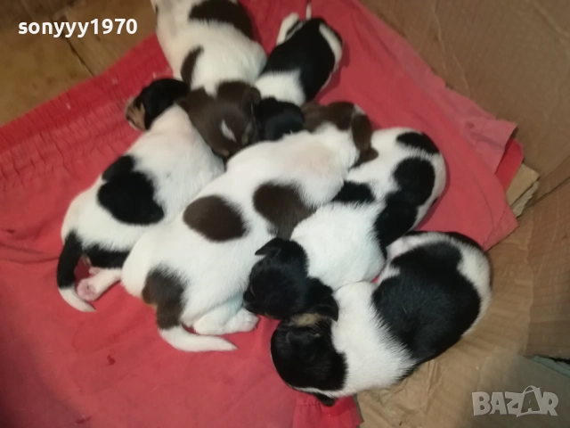 ДЖАК РЪСЕЛ-250ЛВ ЗА СЛАДКО КУТРЕ ПО ИЗБОР 2708251900, снимка 18 - Джак ръсел териер - 51513731