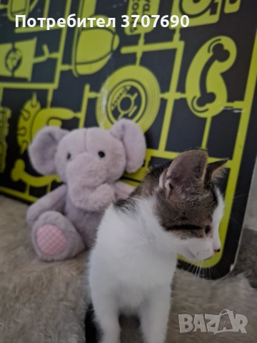 Мъжко котенце на 2,5месеца, снимка 4 - Други - 52014977
