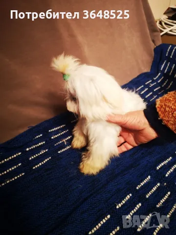 продавам малтизер, снимка 1