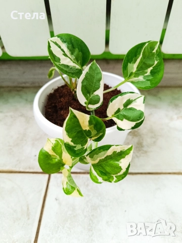 мексиканска мента, комплект Бенджамин бял, шарен и зелен, Бегония, Индрише, Епипремнум, Билбергия , снимка 10 - Стайни растения - 50328491