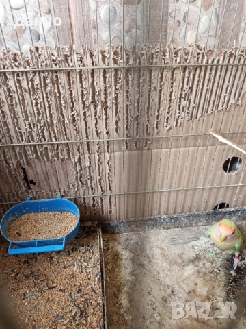 продавам неразделка , снимка 2 - Папагали - 51630295