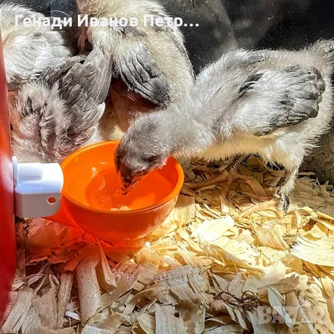 Автоматична поилка за птици, 5 бр., снимка 14 - За птици - 56089438