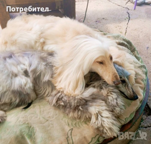 Афганска хрътка, снимка 5 - Хрътка - 51161887