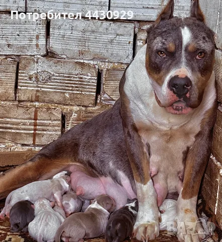 American Bully XL, снимка 17 - Американски стафордширски териер - 56359868