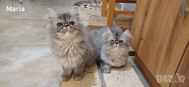 Персийски котета