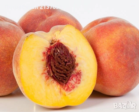 ДРЪВЧЕТАТА за засаждане : орех Пекан , боровинка ,КАЙСИЯ , ПРАСКОВА, КИВИ , МУШМУЛА и др, снимка 8 - Разсади - 40146781