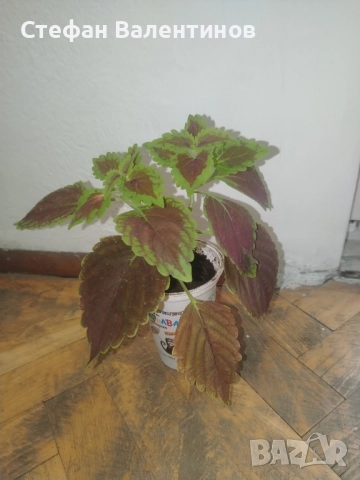 Копривка (Колеус) , снимка 5 - Стайни растения - 52439480