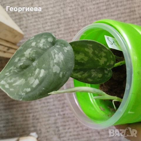 сингониум, филодендрон, сциндапсус , снимка 8 - Стайни растения - 51061139