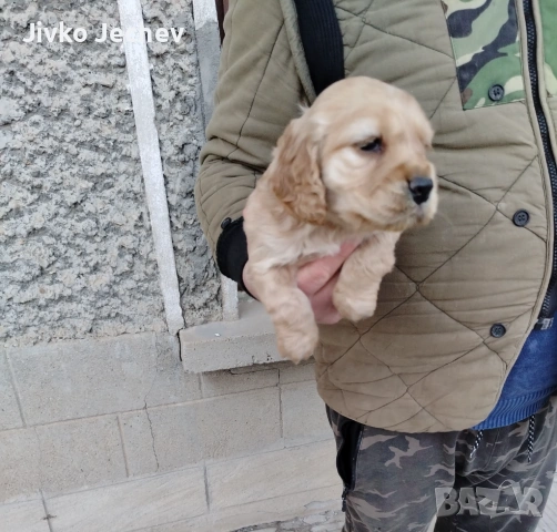 Кокер Шпаньол , снимка 5 - Кокер шпаньол - 53759516