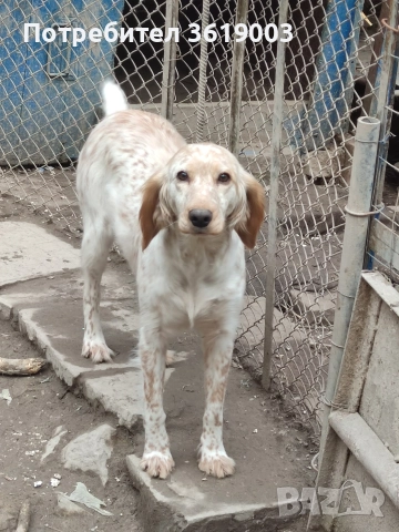 Английски сетер , снимка 5 - Английски сетери - 52886877