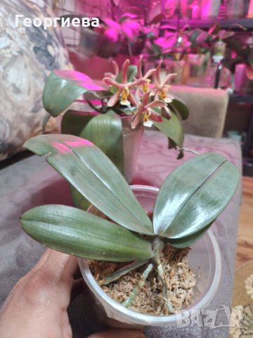 Ароматна Орхидея Спайдър ПРОДАДЕНА, снимка 1 - Стайни растения - 44464101